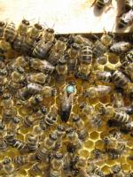 Пчёлы.Пчелопакеты.Пчелиные плодные матки.Карпатка Киев фото 3