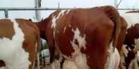 Корови молочної породи, плем"я чистокровних Айширів фото к объявлению