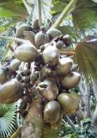 кокосове борошно для харчового виробництва фото к объявлению