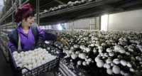 Працівники на підприємство з вирощування грибів фото к объявлению