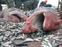 рисовая мука для рыбопереработки Киев фото 2