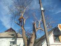 Спил дерев на ділянці та дачі  в Києві фото к объявлению
