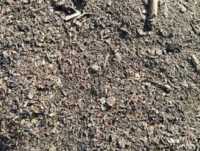 Закупаем деловой сор и отходы зерновых фото к объявлению