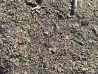 Куплю деловые отходы подсолнечника, рапса. Скупка сора фото к объявлению