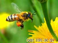 Пчёлы.Пчелопакеты.Пчелиные плодные матки.Карпатка Киев фото 2